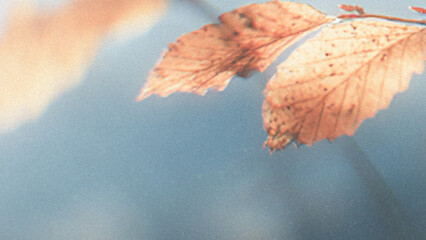 autumn leaves in water