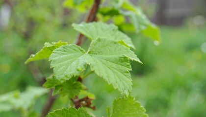 Close-up of fresh green leaves