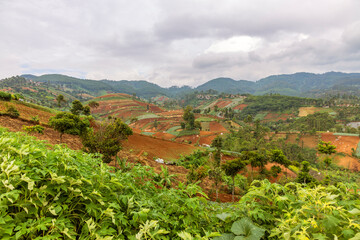 Terraced Farmland on Rolling Hills Landscape