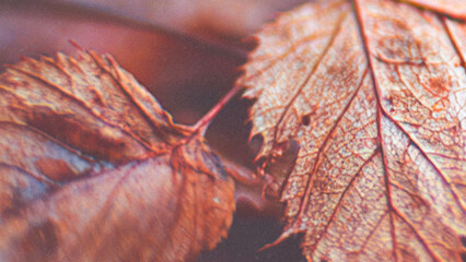 close up of a leaf