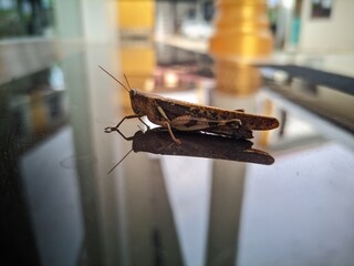A grasshopper sits on a reflective surface, its brown body and long antennae captured in sharp...