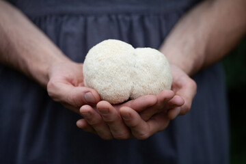 Lion's mane - Hericium erinaceus, medicinal mushroom contains  phytochemicals: polysaccharides,  β-glucan, hericenones and erinacines  - that promote nerve growth factor in human brain. © JoannaTkaczuk