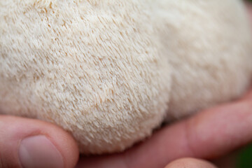 Lion's mane - Hericium erinaceus, medicinal mushroom contains  phytochemicals: polysaccharides, ...