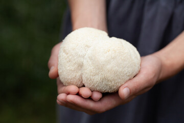 Lion's mane - Hericium erinaceus, medicinal mushroom contains  phytochemicals: polysaccharides, ...