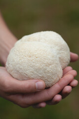Lion's mane - Hericium erinaceus, medicinal mushroom contains  phytochemicals: polysaccharides, ...