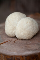 Lion's mane - Hericium erinaceus, medicinal mushroom contains  phytochemicals: polysaccharides, ...