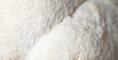 Lion's mane - Hericium erinaceus, medicinal mushroom contains  phytochemicals: polysaccharides, ...