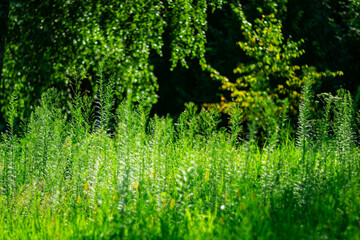 Fototapeta premium Summer background with green vegetation in the early morning.