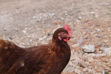 A Brown Egg Laying Chicken at a Free Range Hen Farm.