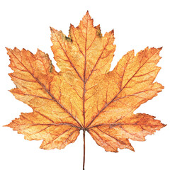 yellow maple leaf