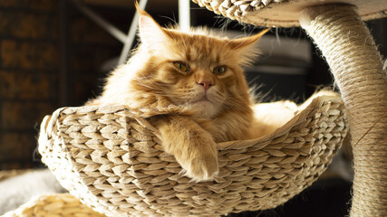 ginger maine coon cat peeking out from wicker basket