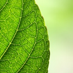 Macro Photograph of Green Leaf Texture and Veins on Pale Green Background