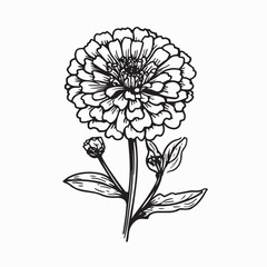 Minimalist Line Art of Zinnia Flower Botanical Vector Design