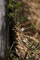 神仙沼湿原に自生するミツバオウレンと思しき植物の花