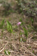 神仙沼湿原のショウジョウバカマ