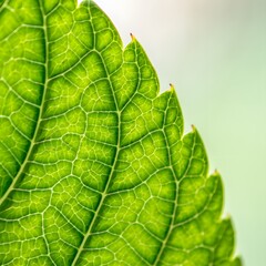 Obraz premium Macro Photograph of Green Leaf Texture and Veins on Pale Green Background