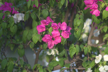 pink and white flowers