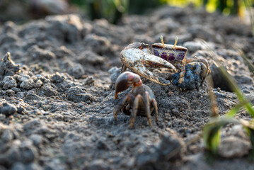 Fiddler crab in its natural sandy environment