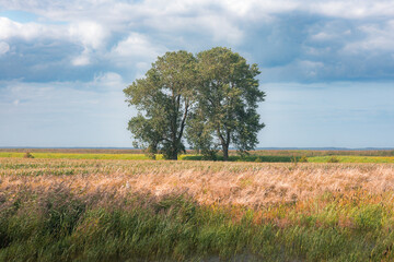 Fototapeta premium Two Trees in Windy Meadow Under Partly Cloudy Sky