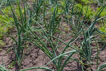Rows of young green onion on field at sunny day