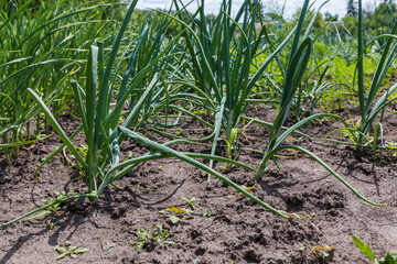 Rows of young green onion and garlic on a field