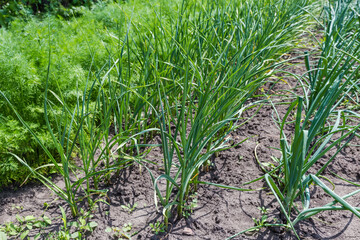 Rows of young green garlic and onion on a field