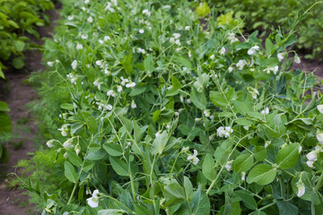 Row of blooming pea plants on field in overcast day
