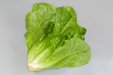 Head of green romaine lettuce on a gray background