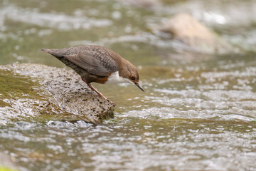 Dipper on a rock in a river