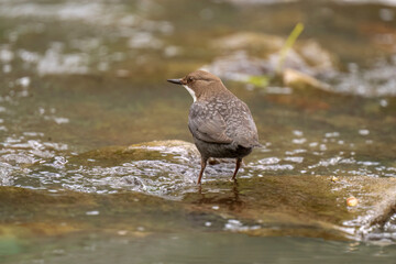 Dipper on a rock in a river