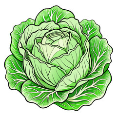 green cabbage isolated on white