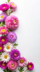 A Beautiful Arrangement of Colorful Aster Flowers on a White Background Display