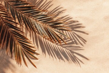 Palm tree leaf shadow on sand background, Natural shadow from tropical coconut palm leaves on beach sand. top view, copy space. Summer vacation concept. Mockup for product or travel background