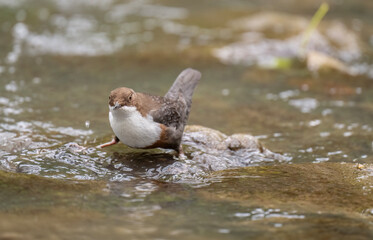 Dipper on a rock in a river
