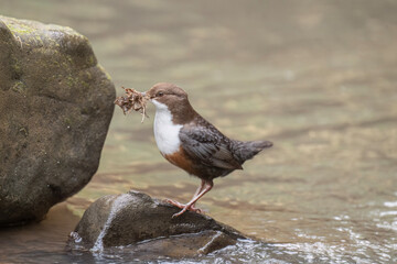 Dipper on a rock in a river