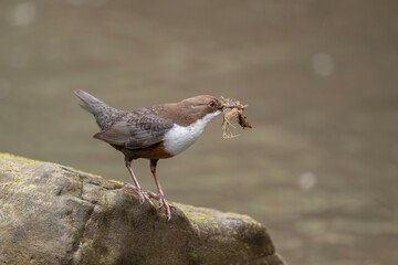 Dipper on a rock in a river
