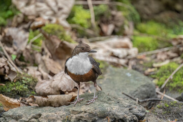 Dipper on a rock in a river