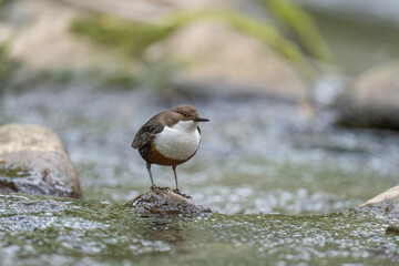 Dipper on a rock in a river