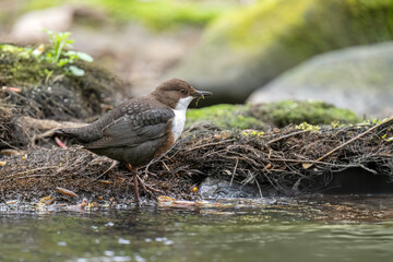 Dipper on a rock in a river