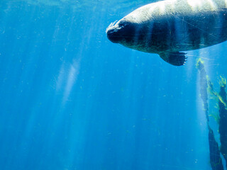 Spotted seal swims belly up in clear transparent water of oceanarium on blue background close up	
