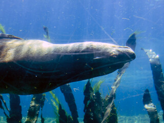A large seal swims belly up in clear transparent water at the bottom of an oceanarium among large...