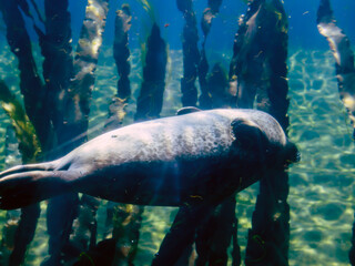 A large seal floats belly up in an oceanarium at the bottom	
