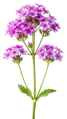 Fototapeta premium A single, vibrant Verbena plant with delicate pink and purple blooms