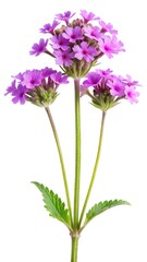 Fototapeta premium Close up of a beautiful purple Verbena flower on a white background