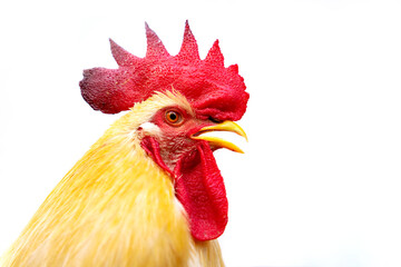 A close-up portrait of a rooster with yellow and white feathers and a prominent red comb. The bird's head is in sharp focus, set against a clean white background
