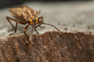Brown bug with orange details resting