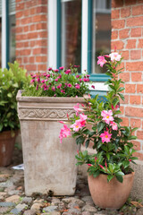 flowers in pots. A charming, idyllic scene captures the essence of a peaceful German town street in Plön.  Potted plants, including a vibrant pink climbing plant and a small bush with purple flowers