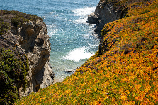 Wild vegetation of Chilean doca on the Spanish coast