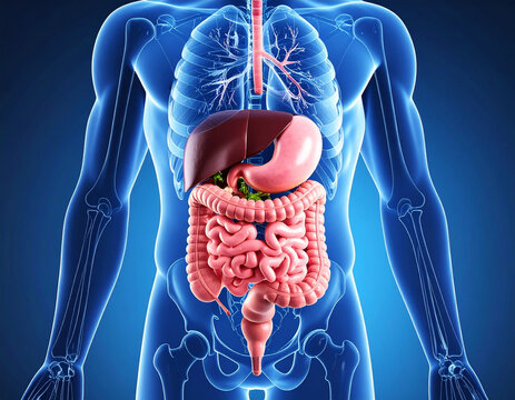 transparent human anatomy showing the digestive tract