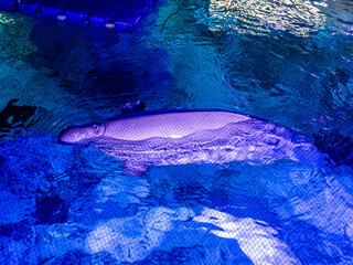 A beautiful light-colored Beluga whale swims in the oceanarium in clear water under a protective...